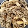Morel Mushrooms