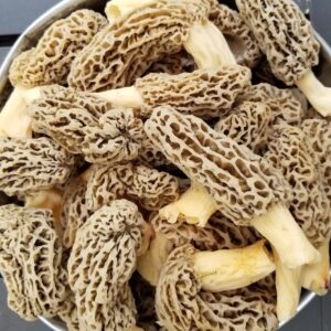 Morel Mushrooms