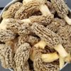 Buy Morel Mushrooms Online