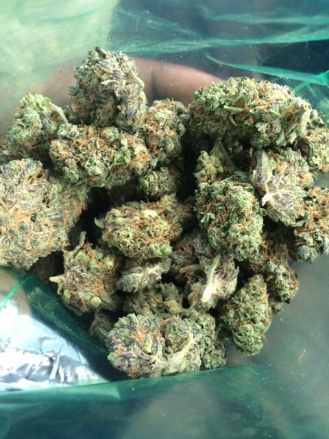 greenhouse-girl-scou-897676805-rotated-1.jpeg Green house cookies Strain also known as "Girl Scout Cookies, Buy Green cookies Strain online California Purchase Green cookies Strain San Jose