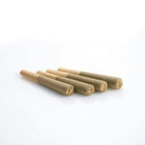 buy STARDAWG Pre-Roll online, where to buy STARDAWG Pre-Roll, STARDAWG Pre-Roll