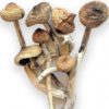 Buy Magic Mushroom Psilocybin