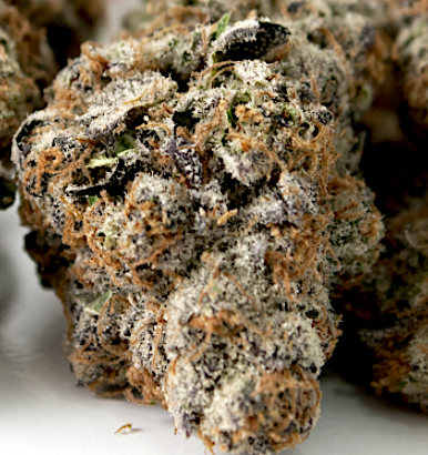 gushers-marijuana-strain Gushers Gushers, also known as "White Gushers " Buy Gushers online California Purchase Gushers online San Jose Gushers For sale Oxland