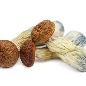 Penis Envy Magic Mushrooms